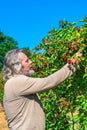 A middle aged man picking up a blackberries