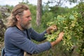 Middle-aged man in work clothes collecting linden flowers from branch of linden tree in forest. Royalty Free Stock Photo