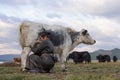 Mongolian woman milking a yak in northern Mongolia.