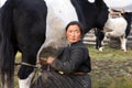 Mongolian woman milking a yak in northern Mongolia.