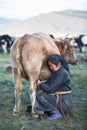 Mongolian woman milking a cow in northern Mongolia.