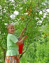 Middle-aged woman collects apricots in garden