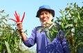 Middle aged woman farmer, with red organic chili Royalty Free Stock Photo