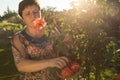 Middle-aged woman and a rose. The woman inhales the aroma of the rose at sunset. The rose shines at sunset Royalty Free Stock Photo