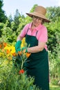 Middle-aged woman watering orange lilies. Royalty Free Stock Photo