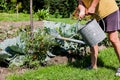 Middle aged woman working the vegetable garden. The gardener watering the plants at the backyard. Planting and Royalty Free Stock Photo