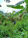 On the middle of anana tree Royalty Free Stock Photo