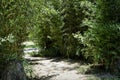 A trail in the middle of the bamboo grove Royalty Free Stock Photo