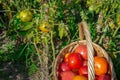 In the middle of a bed with tomato bushes, ripe juicy tomatoes lie in a wicker basket. Harvesting tomatoes on the farm