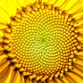 The middle of a blooming bright yellow sunflower. Amazing macro. Square background