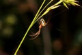 In The Middle of Creating Spiderweb for Leucauge Blanda Royalty Free Stock Photo