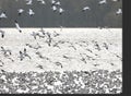 Spring Migration at Middle Creek WMA Royalty Free Stock Photo