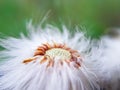 Middle of a dandelion, bald head close-up macro. middle of the flower. flown dandelion Royalty Free Stock Photo