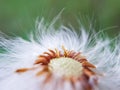 Middle of a dandelion, bald head close-up macro. middle of the flower. flown dandelion Royalty Free Stock Photo