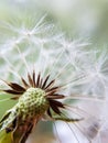 Middle of a dandelion, bald head close-up macro. middle of the flower. flown dandelion Royalty Free Stock Photo