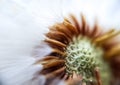 Middle of a dandelion, bald head close-up macro. middle of the flower. flown dandelion Royalty Free Stock Photo