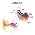 Middle ear. Three ossicles: malleus, incus, and stapes hammer, anvil, and stirrup Royalty Free Stock Photo