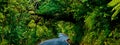 A Tree Lined Street in New Zealand Royalty Free Stock Photo