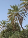 Middle East or Africa, picturesque palm trees landscapes landscape photography.