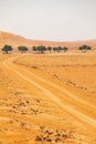 A group of trees in the desert of Oman