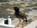 Middle East, picturesque bird in Muscat Oman in summer Royalty Free Stock Photo