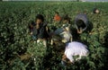 MIDDLE EAST SYRIA ALEPPO COTTON PLANTATION