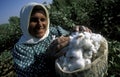 MIDDLE EAST SYRIA ALEPPO COTTON PLANTATION Royalty Free Stock Photo