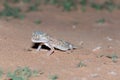 Middle Eastern Short-Fingered Gecko in the Sand Royalty Free Stock Photo