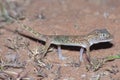 Middle Eastern Short-Fingered Gecko Stenodactylus doriae Royalty Free Stock Photo