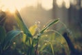 In the middle of the forest, a blooming lily of the valley flower at dawn Royalty Free Stock Photo