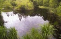 A middle forest bog lake Royalty Free Stock Photo