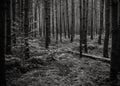 In the middle of the forest, natural background, black and white Royalty Free Stock Photo