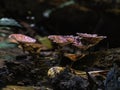 Mushroom in tropical rain forest growing as a saprophyte