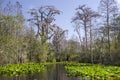 Middle Fork Suwannee River red trail, Okefenokee Swamp National Wildlife Refuge Royalty Free Stock Photo