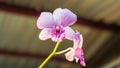 Blooming of beautiful orchids during sunset