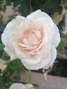 Middle front beautiful single white and peach color mixed rose in close