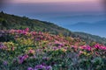 Middle Ground Shot of Rhododendron at Sunrise Royalty Free Stock Photo