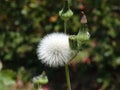 Dandelion in the middle of a Honduras forest Royalty Free Stock Photo