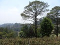 Trees in the middle of a Honduras forest Royalty Free Stock Photo