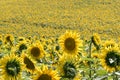 Middle italy summer holiday rural fields ask tender hills