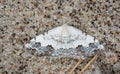 Middle lace border, Scopula decorata resting on sand