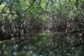 In the middle of mangrove forest Royalty Free Stock Photo