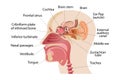 The middle part of the human head, the anatomy of the human nose, and the internal structure of the ears