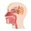 The middle part of the human head, the anatomy of the human nose, and the internal structure of the ears