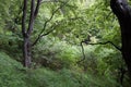 Peaceful green forest with ground cover and trees Royalty Free Stock Photo