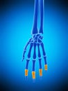 The middle phalanges bones Royalty Free Stock Photo