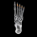 Middle phalanges of the foot, 3D illustration Royalty Free Stock Photo