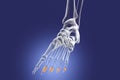 Middle phalanges of the foot, 3D illustration Royalty Free Stock Photo