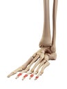 The middle phalanx bones Royalty Free Stock Photo