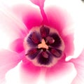 The middle of the pink and white tulip. pistils and stamens